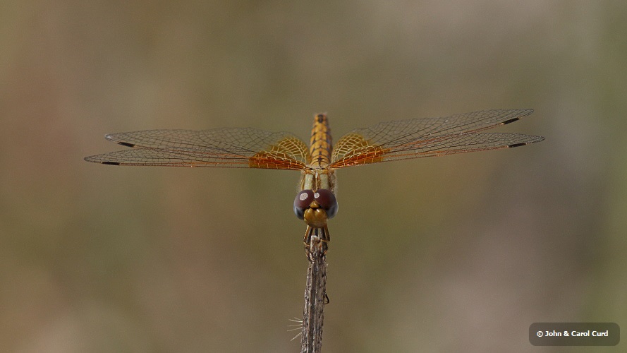 J15B0404 Trithemis kirbyi female.JPG